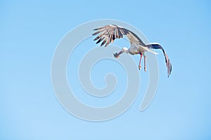 Stork flying