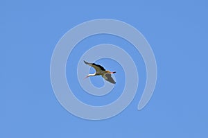 Stork flying alone in the sky photo