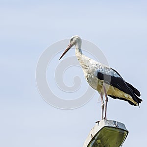 Stork flying on blue sky background. Beautiful stork bird photog