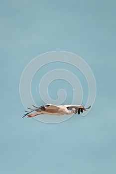 A stork flying on a clear day