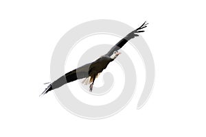 Stork flying isolated on white