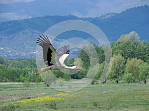 Stork flying low