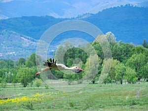 Stork flying low