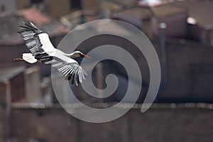 Stork flying over the city
