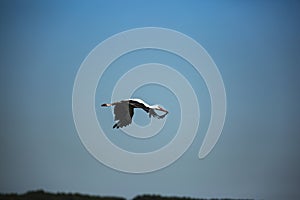 A stork flying in the sky photo