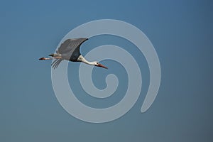 A stork flying in the sky photo