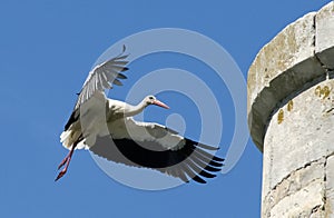 Stork flying to the nest