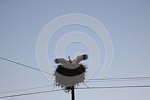 Stork flying. White Stork nest on a pole .