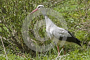 Stork on foraging