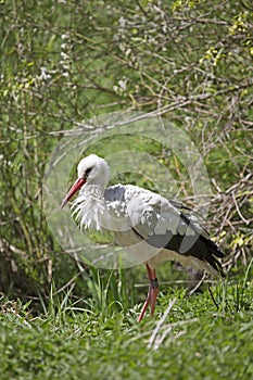 Stork on foraging