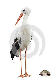Stork and frog