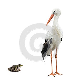 Stork and frog