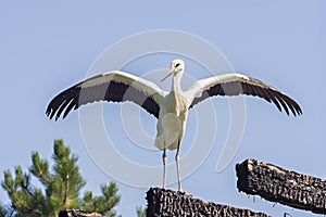 Stork