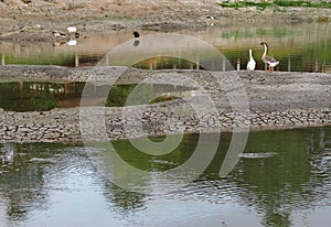 Stork and Goose standing resting walking looking hunting for fish