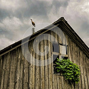 A stork gracefully perched on the weathered charm of an old barn, a beautiful juxtaposition of nature and history