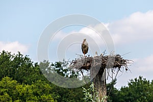 Stork guarding and protecting her nest