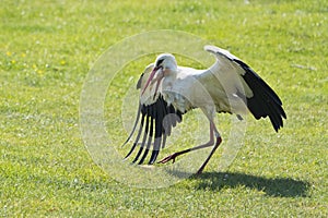 Stork has caught a big fish and devours it on a meadow