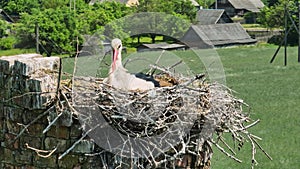 a stork hatches its chicks in nest on top of tall old brick chimney