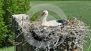 a stork hatches its chicks in nest on top of tall old brick chimney