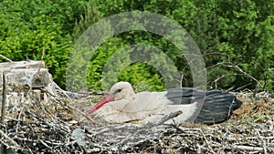 a stork hatches its chicks in nest on top of tall old brick chimney