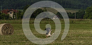 Stork with hay ball on green meadow in summer day