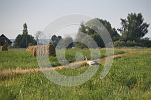 Stork on a hayfield