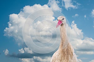 A stork head against a dramatic blue sky and white clouds. Bird has a funny face, copy-space