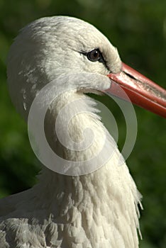 Stork head