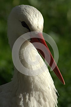 Stork head