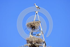 Stork