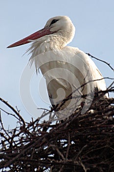 Stork in his nest