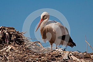 Stork in his nest