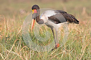 Stork hunting for food along river