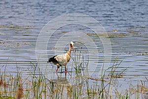 The stork hunts or fishes on the river. Background with selective focus