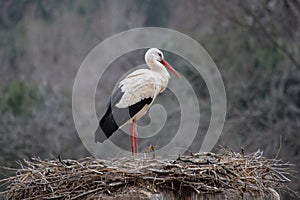 Stork on its nest