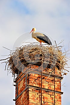 A stork in its nest