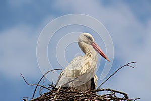 A stork in its nest in the spring flew from the South and again in the town of Petrich