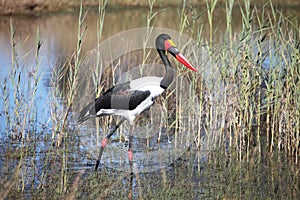 Stork Jabiru hunting in the swamp, saddle billed stork