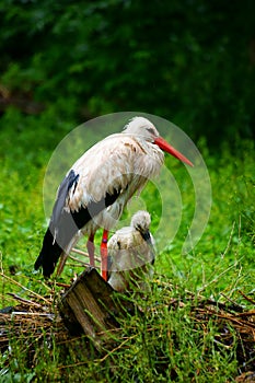 Stork with juvenile in nest on ground