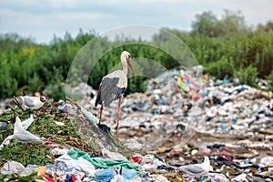 Stork on the landfill garbage dump