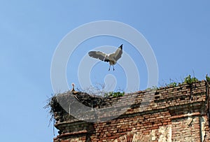 Stork landing in a nest