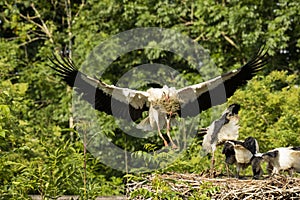 Stork landing at nest with food