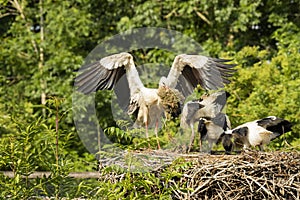 Stork landing at nest with food