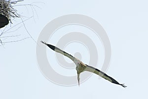 Stork leaving its nest in a dive