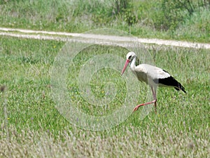 Stork looking for food