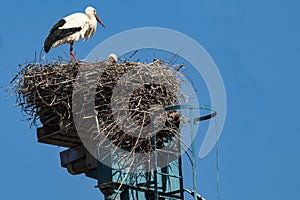 a stork looks into its nest in front of a blue, cloudless sky