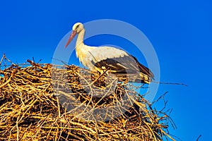 Stork Lori Berd Stepanavan Lorri Armenia landmark