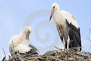 Stork mates sitting on nest