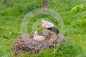 Stork on the meadow and in the nest