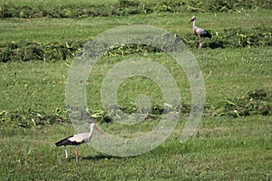 Stork on mowed meadow near Vysoka pri Morave, Slovakia.